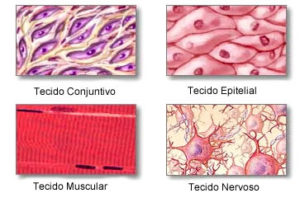 Corpo Humano Células Tecidos Orgãos Sistemas Curiosidades