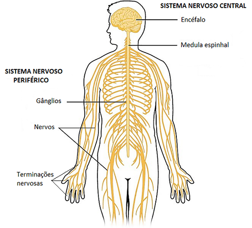 Sistema nervoso O que é função anatomia SNC SNP doenças
