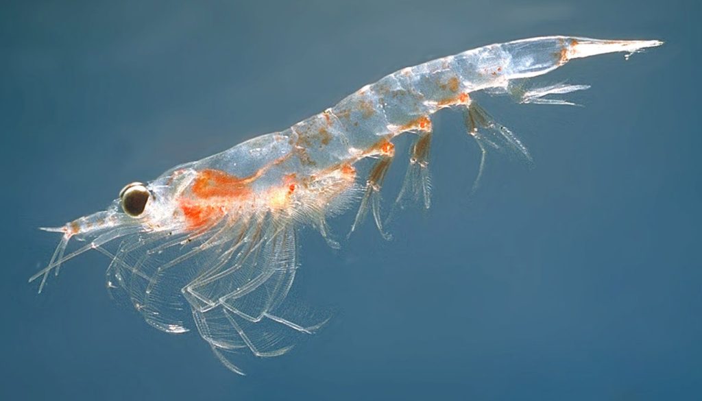 Animais do polo sul: Krill, crustáceo que serve de alimentação para muitos outros animais.