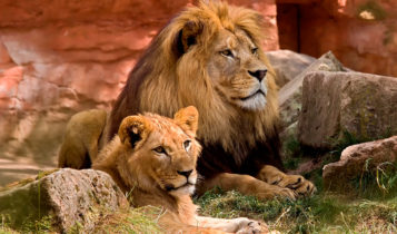 Leão e sua parceira