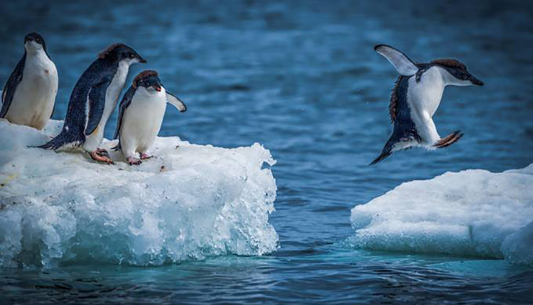 Animais da Antártida - Pinguim