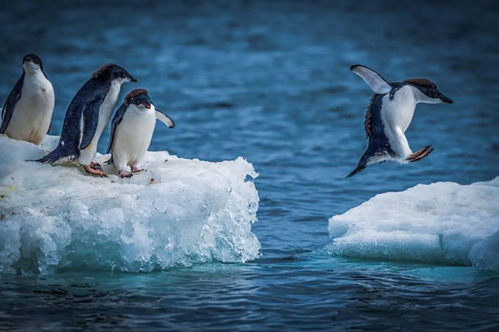 Animais da Antártida – Pinguim
