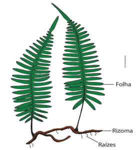 Pteridófita - esquema corpo