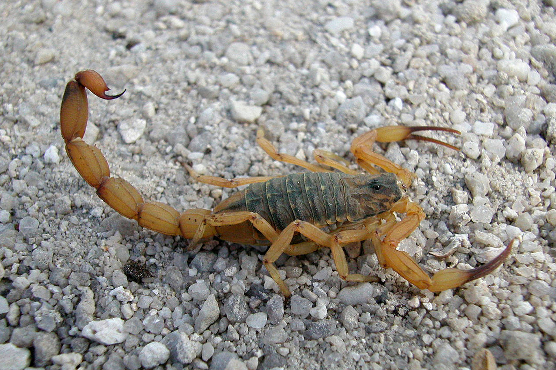 Artrópodes Escorpião
