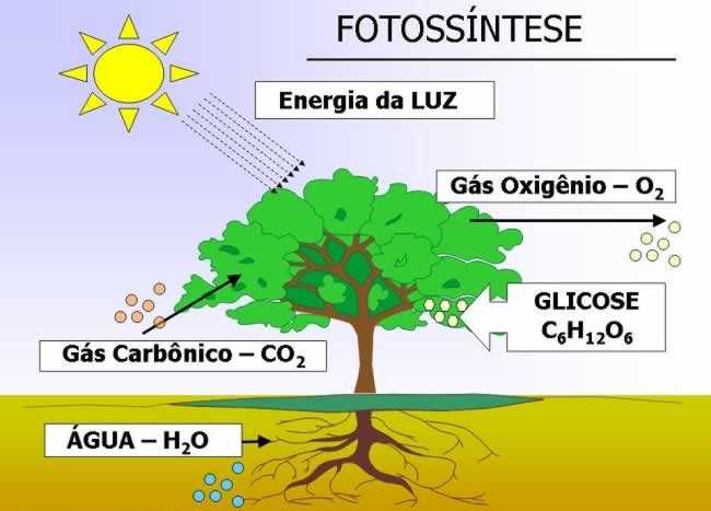 Esquema - fotossíntese das plantas