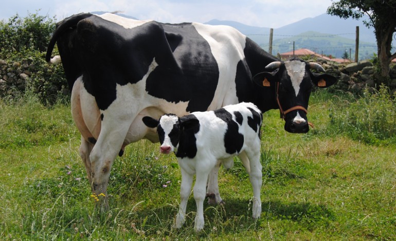 Vida na fazenda - vaca