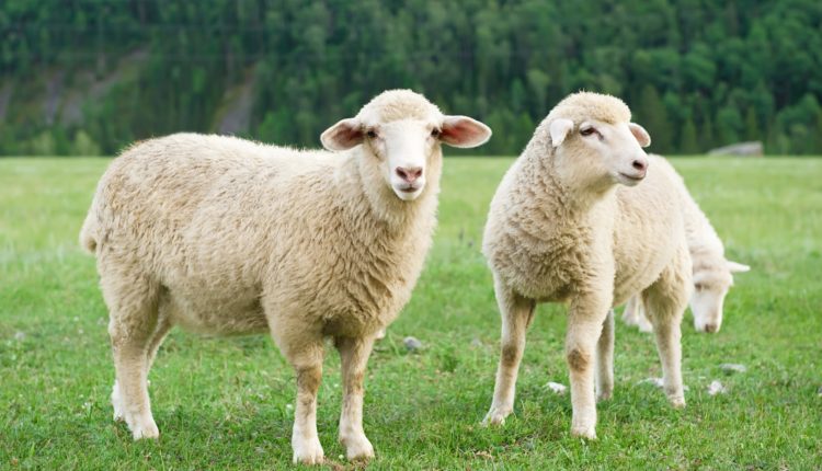 Vida na roça - ovelha