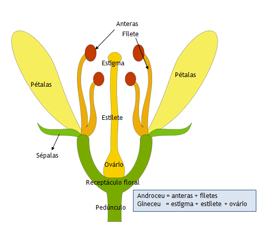 Estrutura da flor