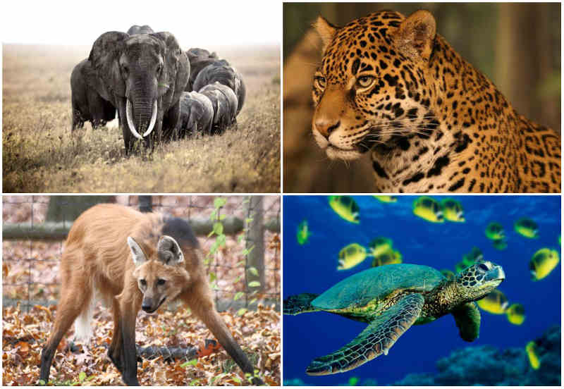 animais-em-extinção
