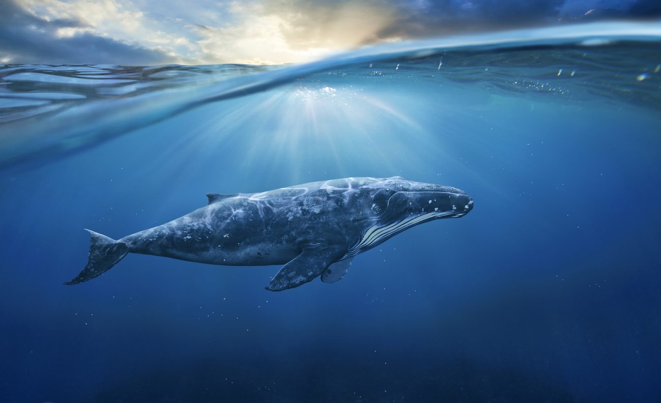 Baleia-Azul animal