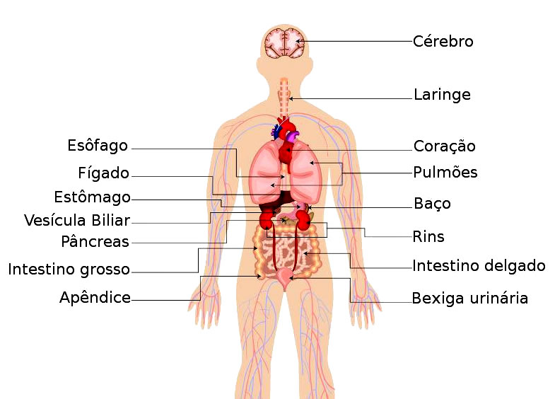 Principais órgãos do corpo humano