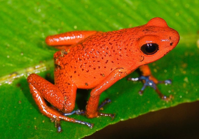 Anfíbios Características Gerais Reprodução Classificação Onde Vivem 0660