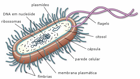 Estrutura bactéria