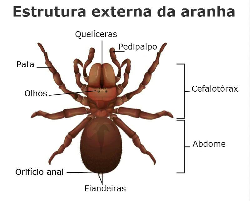 Estruturas externas do corpo da aranha