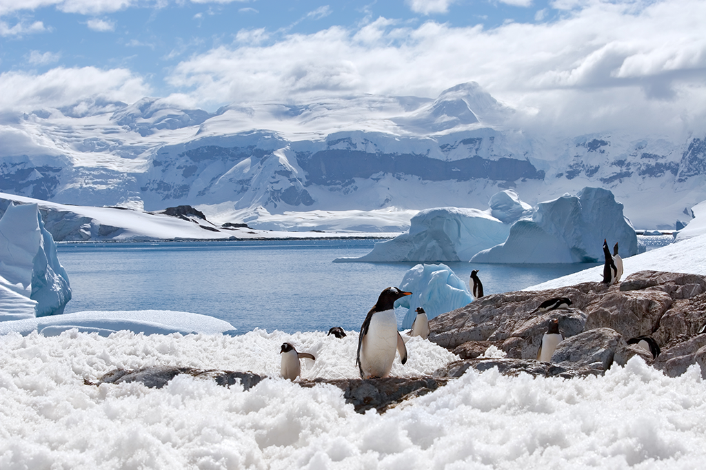 Antártida: Onde fica, animais, Antártica ou Antártida ...