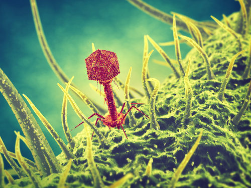 Bacteriófago