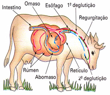 Anatomia do estômago dos ruminantes