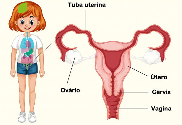 Sistema Reprodutor Feminino Anatomia Ciclo Hormonal Fecundação 2441