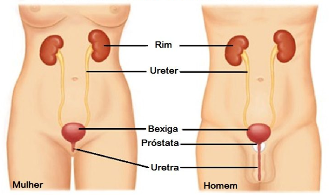 Sistema urinário humano