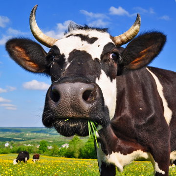 Ruminante- vacas comendo