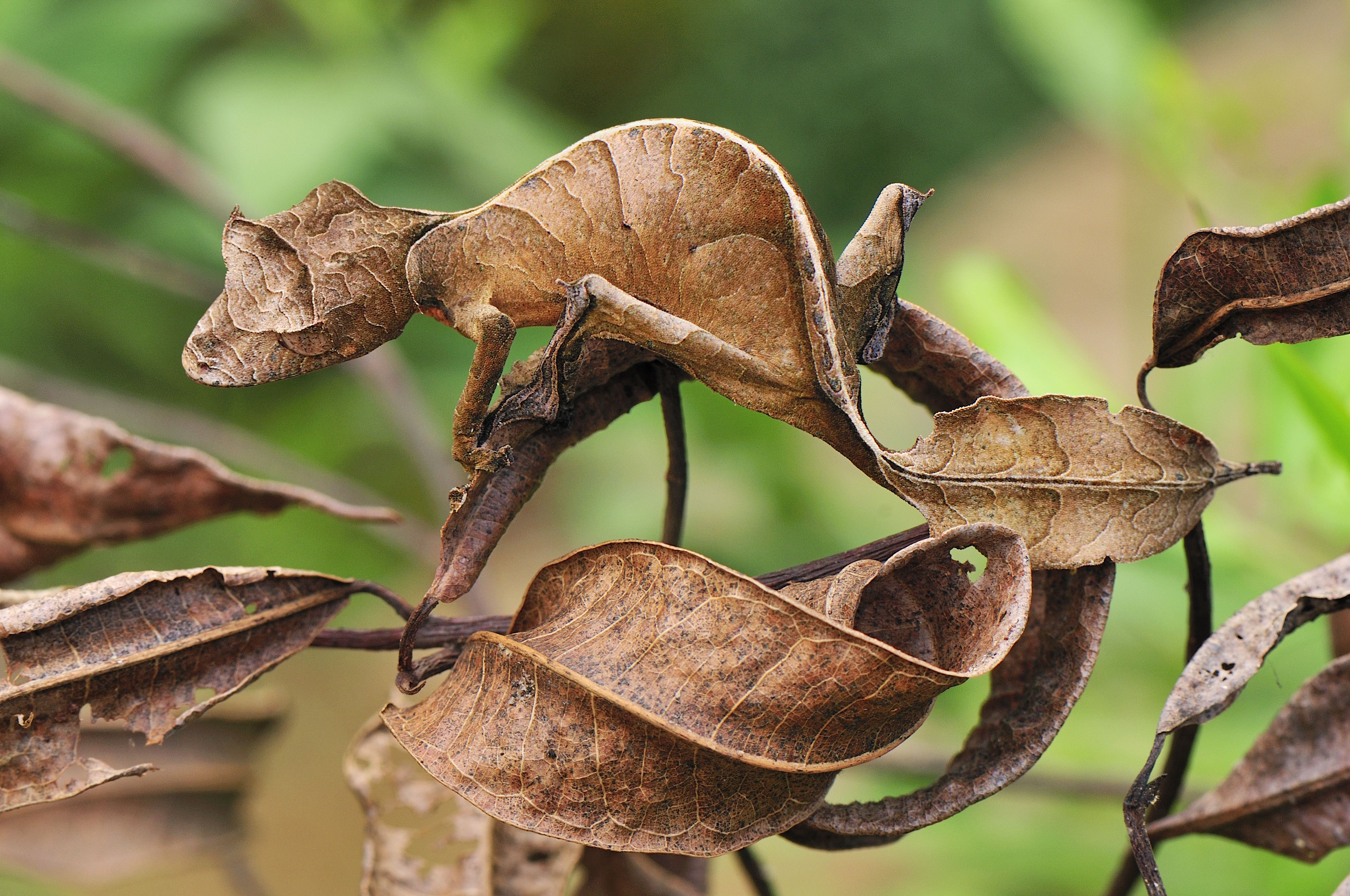 Camuflagem - lagartixa de Madagascar