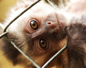 Animais Silvestres Que Podem Ser Criados Archives Ler E Aprender