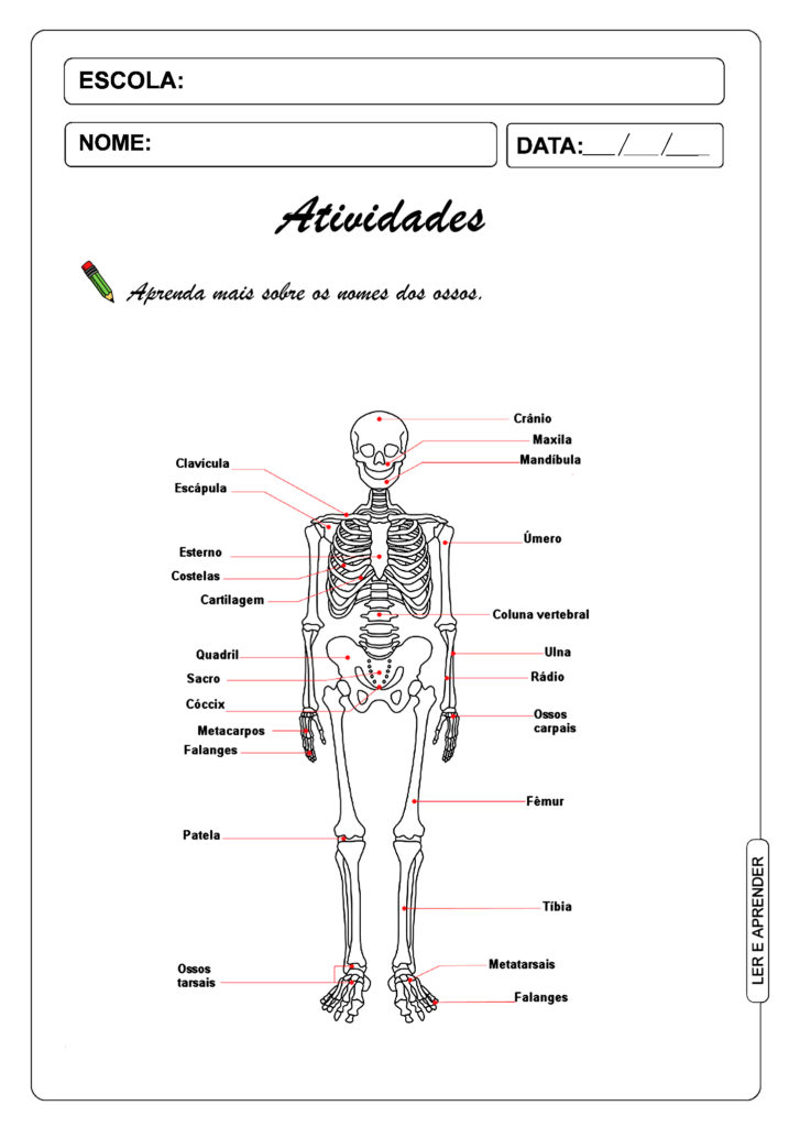 Aprenda Mais Sobre Os Nomes Dos Ossos - Ler E Aprender