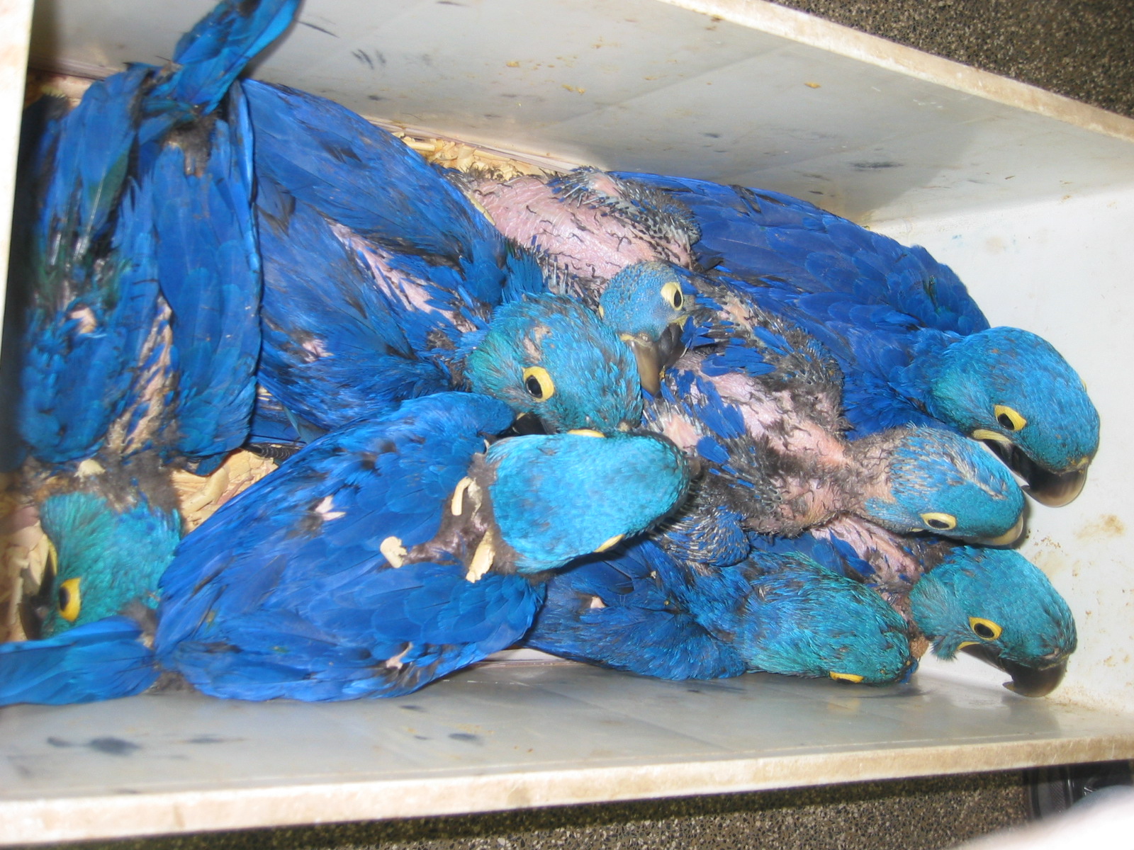 Tráfico de animais silvestres - Arara-azul