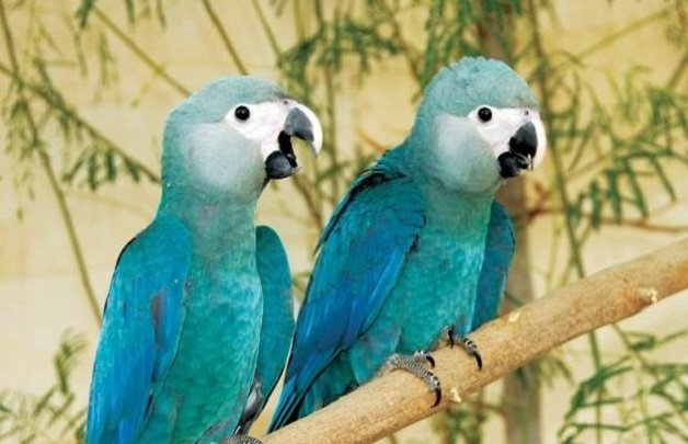 Arara-azul-pequena - ave considerada extinta