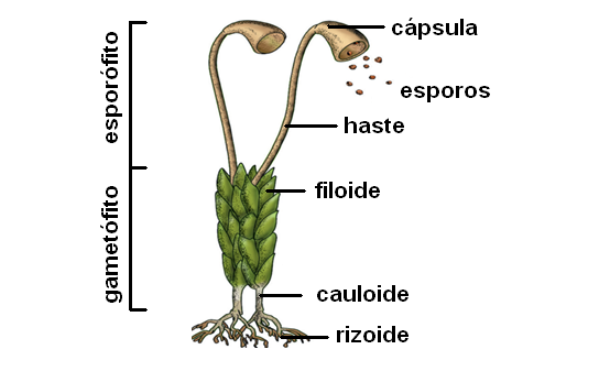 Musgos - estrutura gametófito e esporófito.