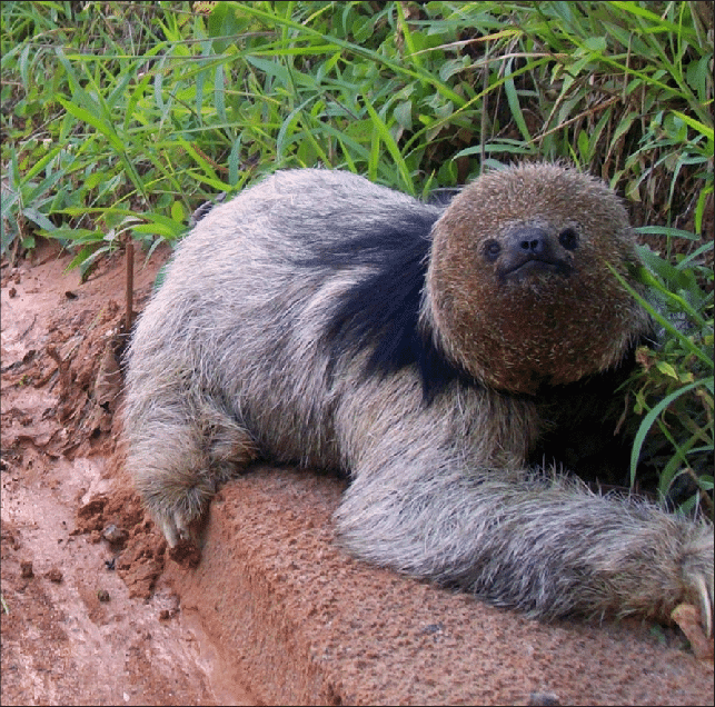 Bicho-preguiça: preguiça-de-coleira