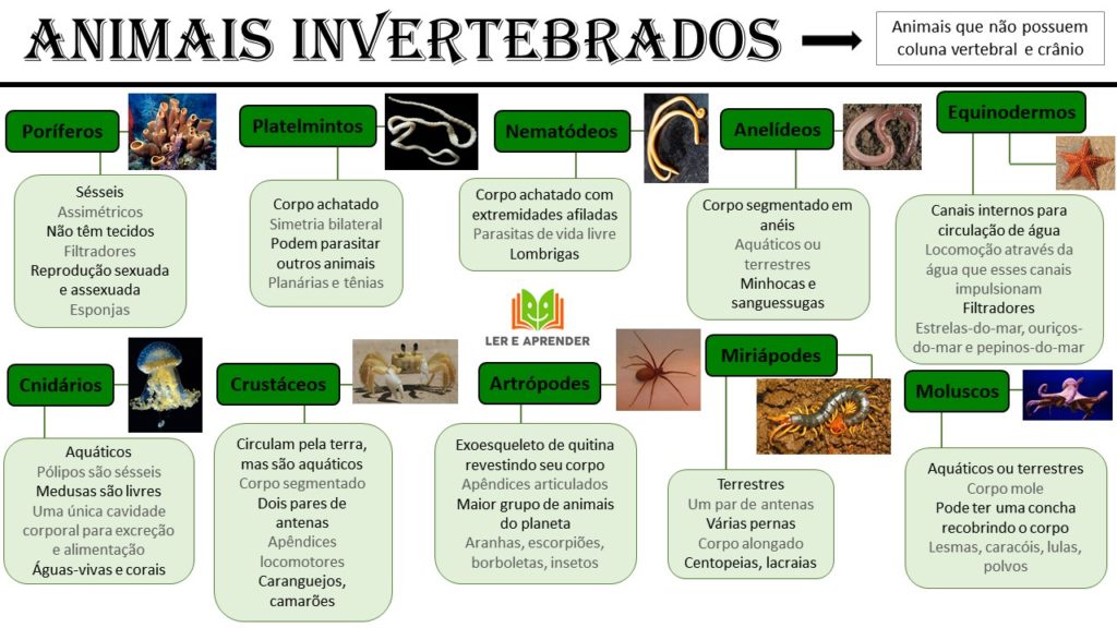 Animais Invertebrados - O Que é, Características, Tipos, Mapa Mental