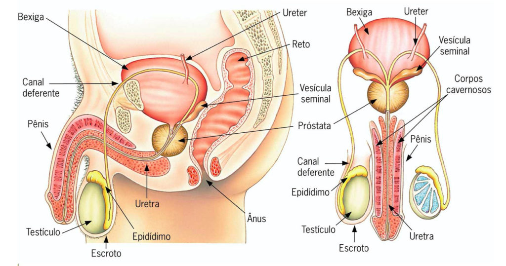 Anatomia do sistema reprodutor masculino