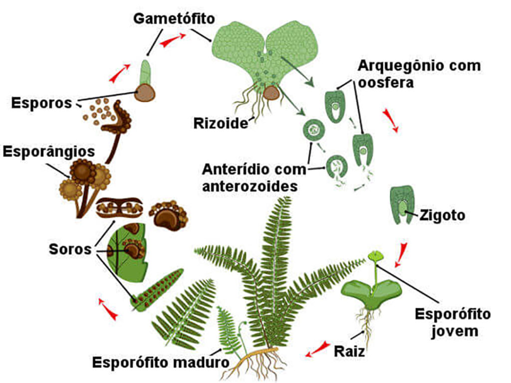 Pteridófitas - Ciclo de vida