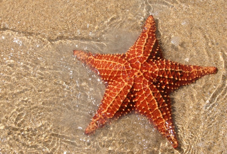 Animais invertebrados: equinodermos - estrela-do-mar
