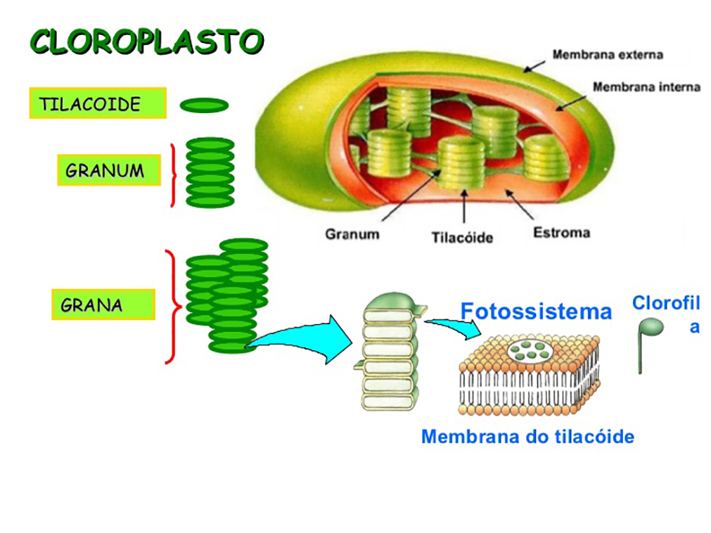 Fotossíntese - Estrutura do cloroplasto.