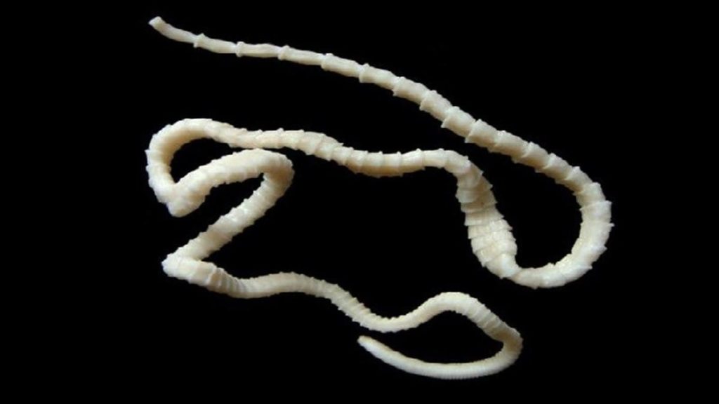 Плоские черви у кошек фото