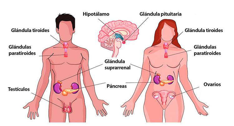 Sistema endócrino - glândulas