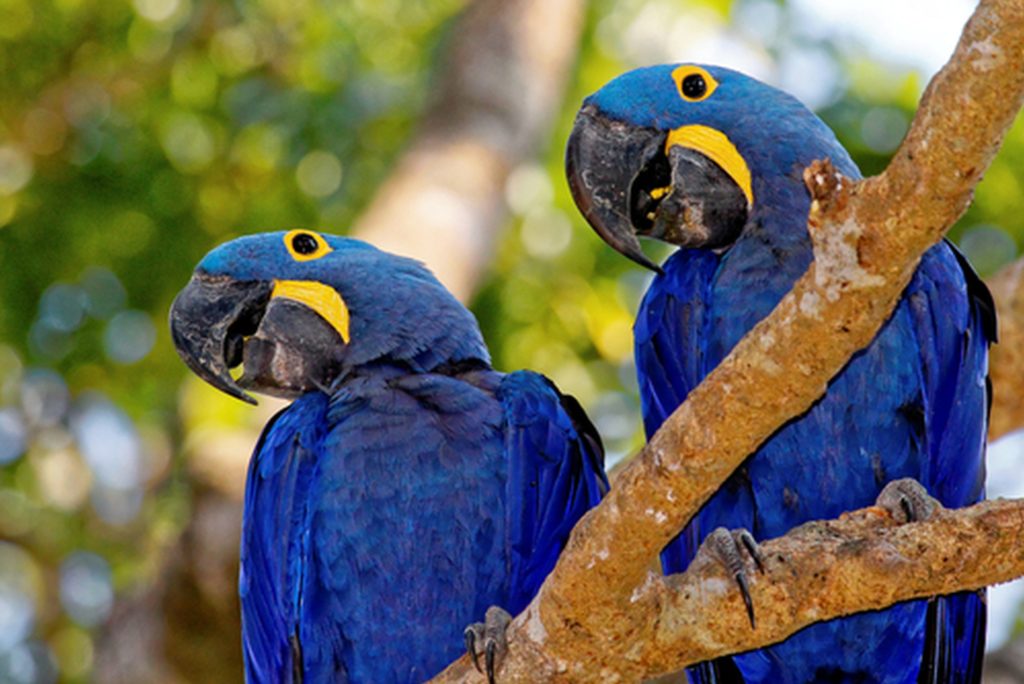 Animais selvagens - Arara-azul
