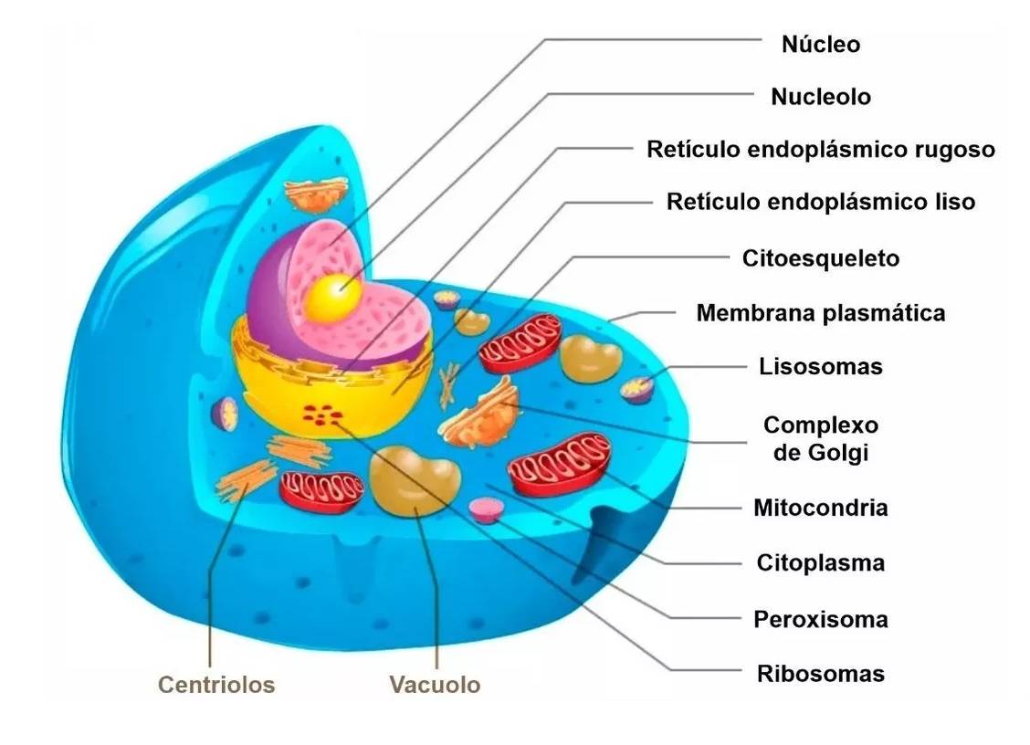 Citologia Célula animal Ler e Aprender