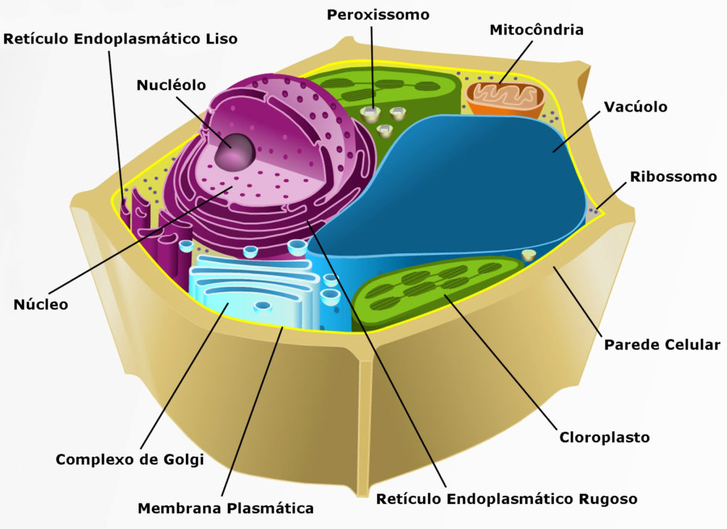 Citologia - Célula vegetal