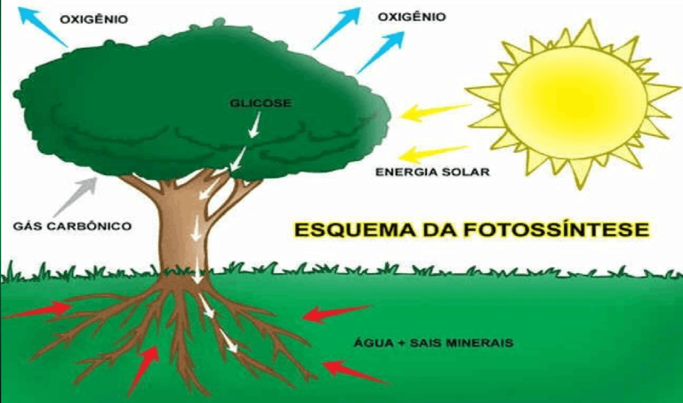 Fotossíntese O Que é Função Como Ocorre Etapas 0688