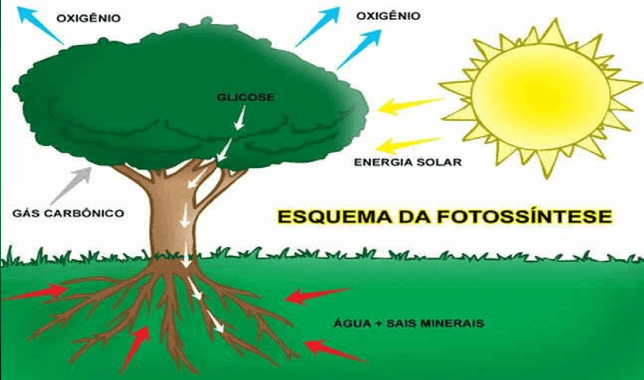 Fotossíntese Esquema Geral Ler E Aprender 6645