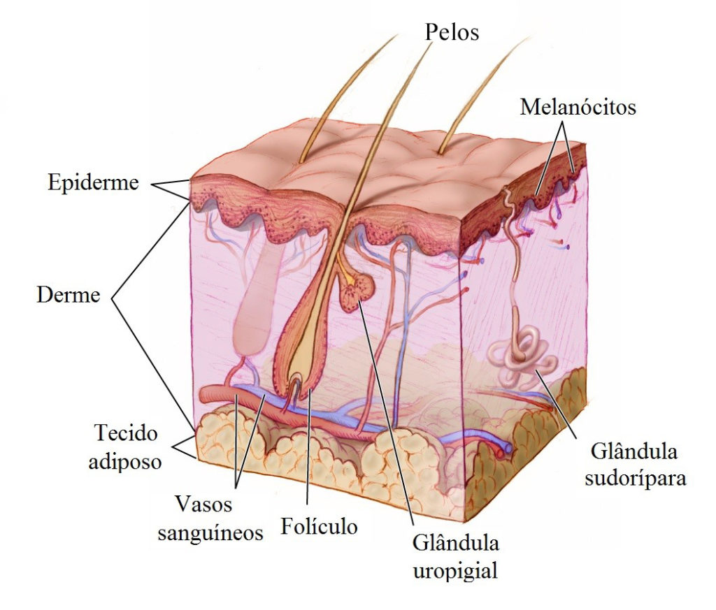 Sistema epitelial - Estrutura da pele