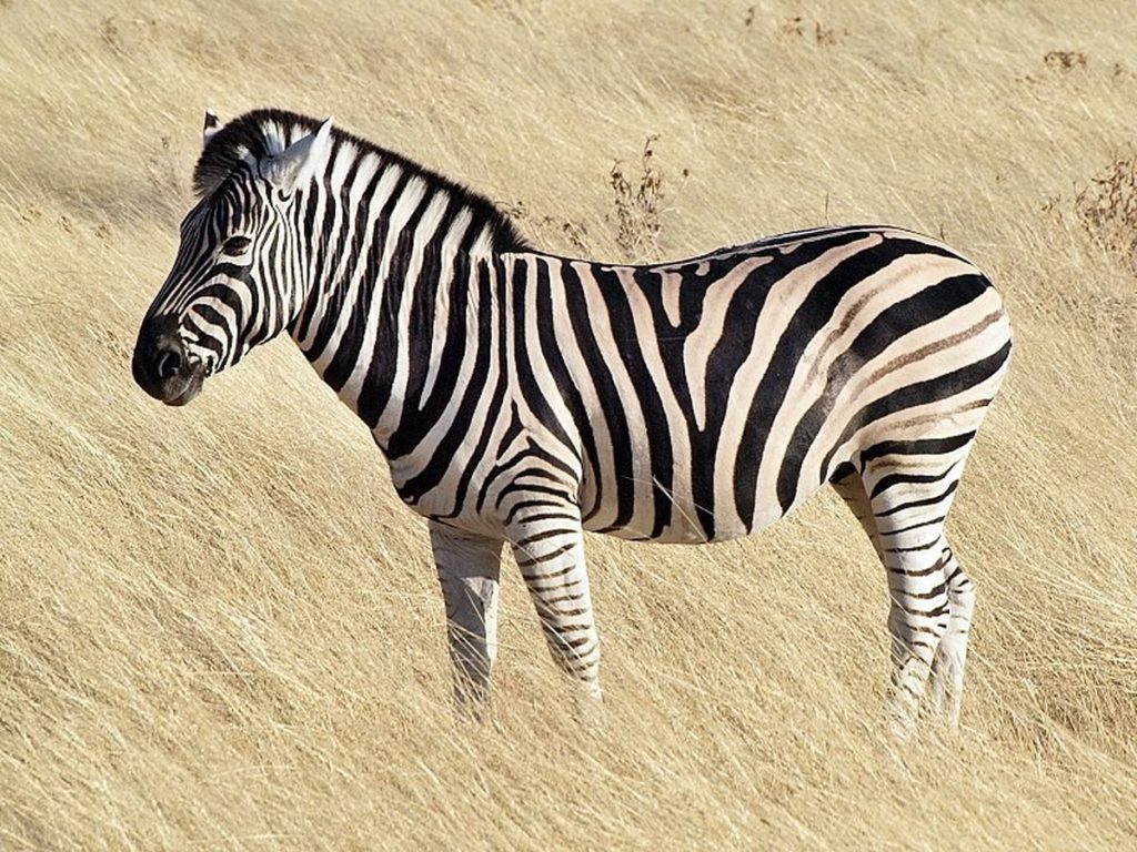 Animais selvagens - Zebra