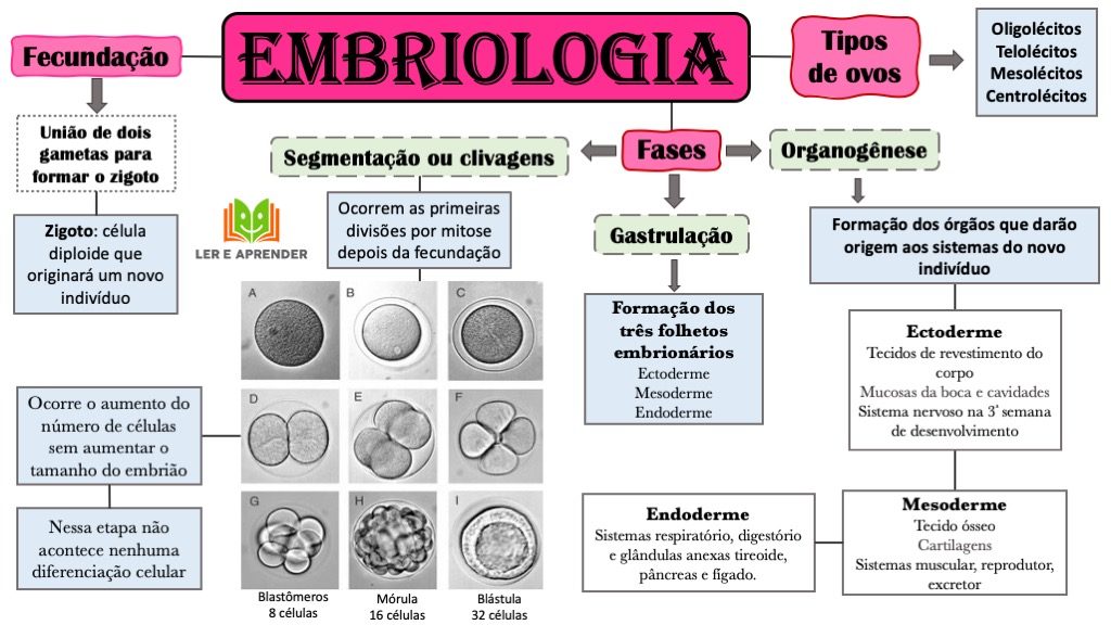 Mapa mental - Embriologia LeA