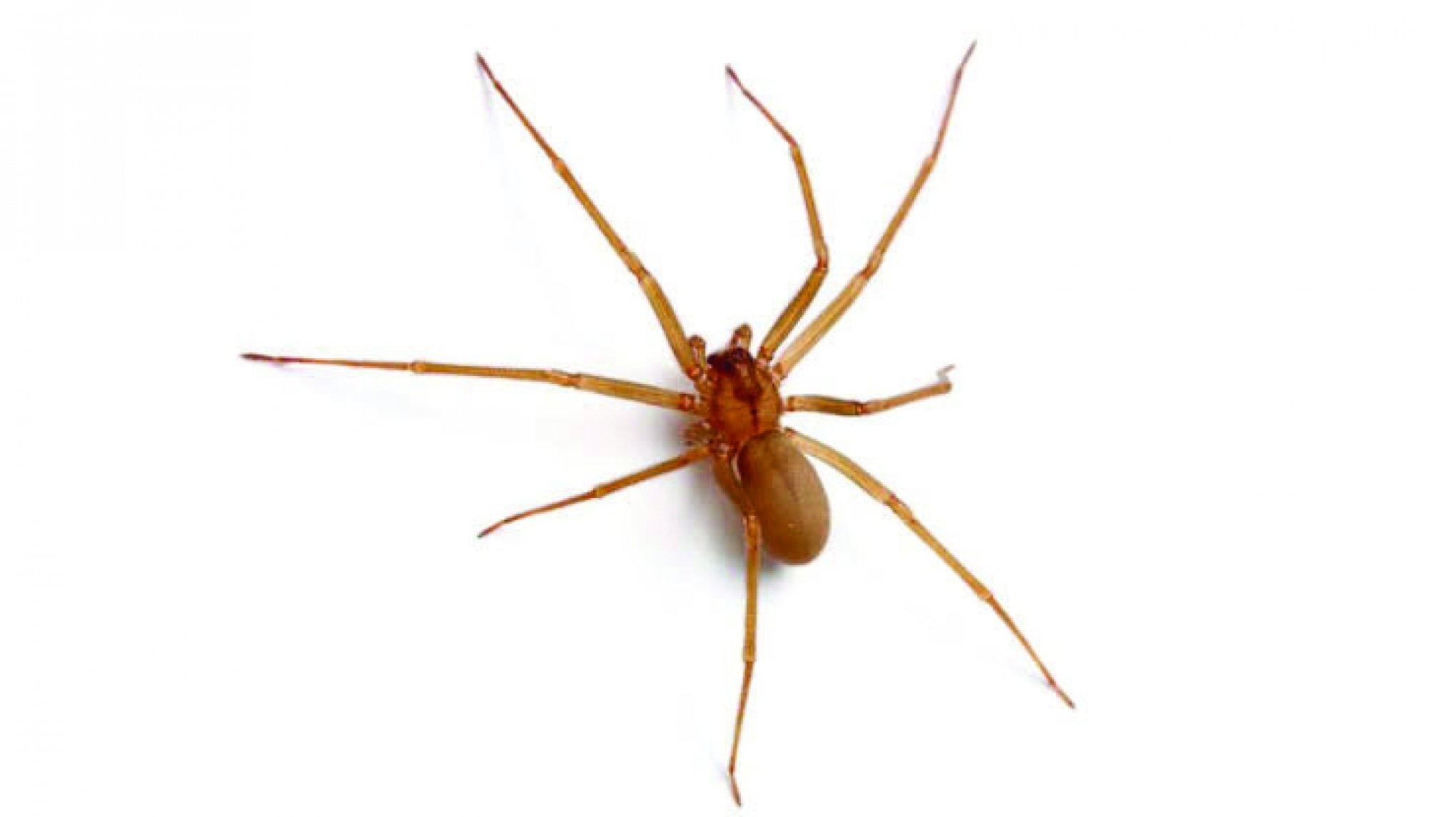 Aranhas peçonhentas – Aranha-marrom