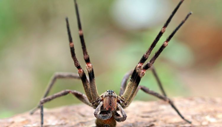 Aranhas peçonhentas - O que são, tipos que ocorrem no brasil, fotos