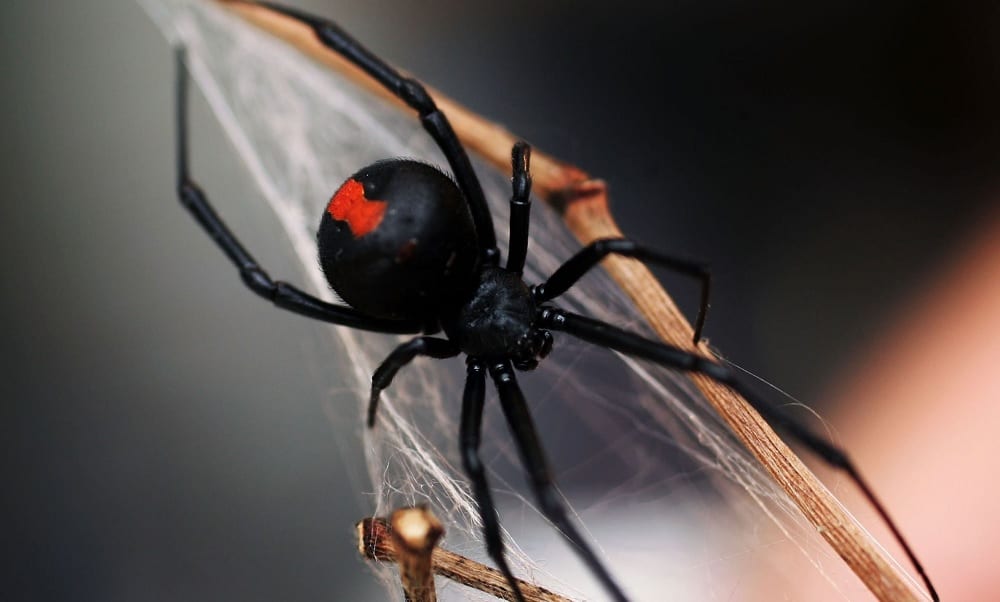 Aranhas peçonhentas - Viuva-negra