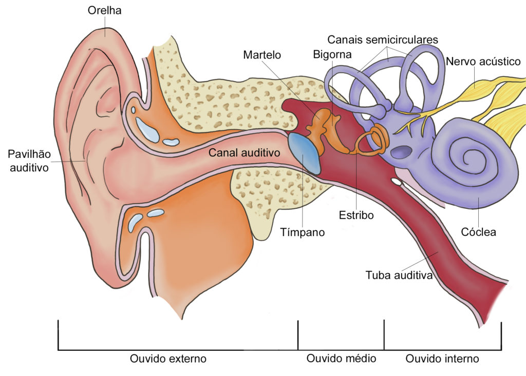 Otite - Anatomia do ouvido